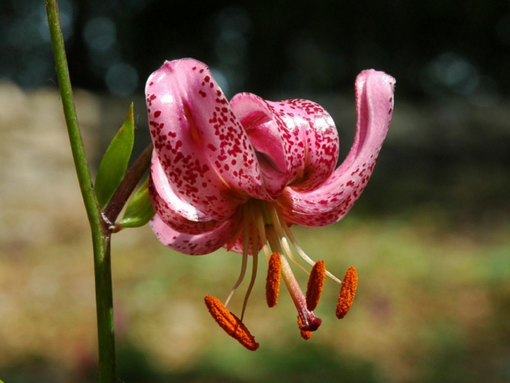 Lilium martagon (Liliaceae)